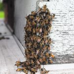 The bees arrived June 28, and a flat-deck on the truck was stacked high with honey supers and bottom brood boxes. The bees began to find their way out through small gaps as soon as the truck stopped. The hives were set up on pallets and surrounded by a 10,000 volt electric fence to dissuade curious wildlife from further investigation. | Tara Klager photo