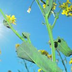 Researchers discover that plants use non-photochemical quenching to avoid sun damage by allowing them to release excess light energy as heat. | File photo