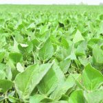 Researchers discover a complicated relationship between an insect and a virus that prey on soybean plants. | File photo
