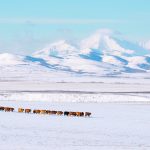 Disease investigations by veterinarians often point to feed, and producers are advised to take care when changing what their cattle eat. | Mike Sturk photo