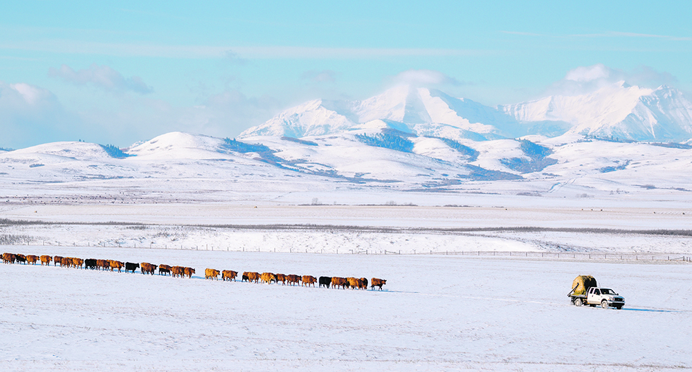 Disease investigations by veterinarians often point to feed, and producers are advised to take care when changing what their cattle eat.  |  Mike Sturk photo