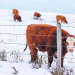A serious animal disease outbreak or a weather-based disaster are examples of why livestock producers should have a plan. | Mike Sturk photo