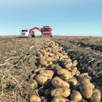 Climate volatility is the main reason behind McCain Foods’ initiative to encourage its potato suppliers to adopt regenerative agriculture practices. | Hanneke Camps photo
