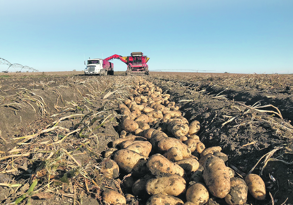 Climate volatility is the main reason behind McCain Foods’ initiative to encourage its potato suppliers to adopt regenerative agriculture practices.  |  Hanneke Camps photo