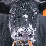 The problem of inadequate cattle prices in Canada has prompted some in the industry to suggest that producers should ask some fundamental questions about how they could potentially reinvent their business. | Mike Sturk photo