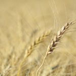 Agriculture Canada is forecasting 6.2 million tonnes of Canadian wheat ending stocks while the U.S. Department of Agriculture is forecasting 4.17 million tonnes. | File photo