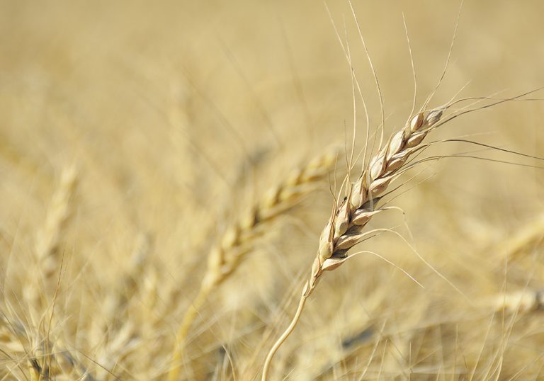 Calendars may explain wheat ending stock discrepancy The Western Producer