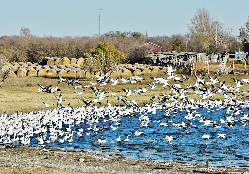 The wild bird population has been largely blamed as the main vector of transmission for this year’s avian flu outbreak in Canada’s poultry sector.  |  Mickey Watkins photo