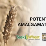 Sask Wheat and the Saskatchewan Winter Cereals Development Commission are holding another round of online consultations on the potential amalgamation, as they promised last summer. | Screencap via saskwheat.ca