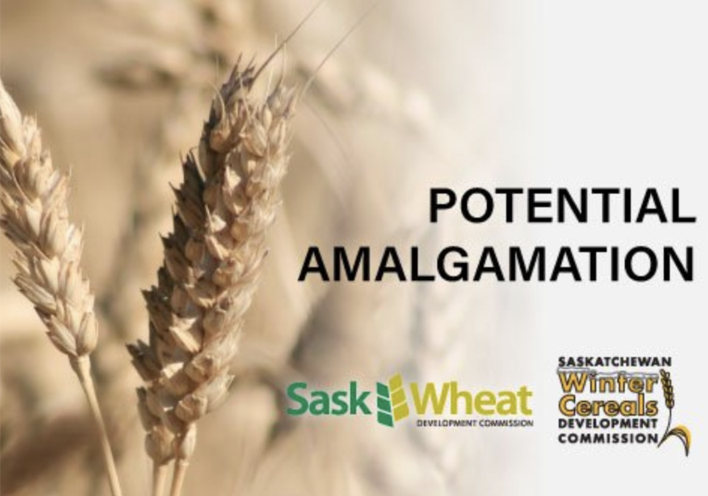Sask Wheat and the Saskatchewan Winter Cereals Development Commission are holding another round of online consultations on the potential amalgamation, as they promised last summer. | Screencap via saskwheat.ca