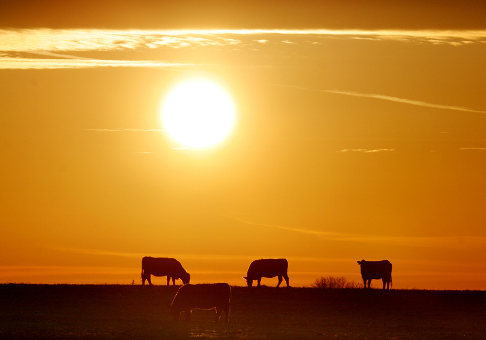 "If we're not measuring ourselves, we're going to be measured against the standards and definitions of sustainability that others choose for us," said David McInnes, former president and chief executive of the Canadian Agri-Food Policy Institute. | File photo