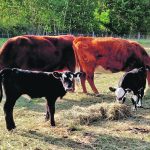 cows with young calves