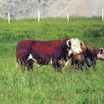 A seed-stock breeder from Alberta says it’s a mistake to use a terminal bull and keep the daughters. | Heather Smith Thomas photo