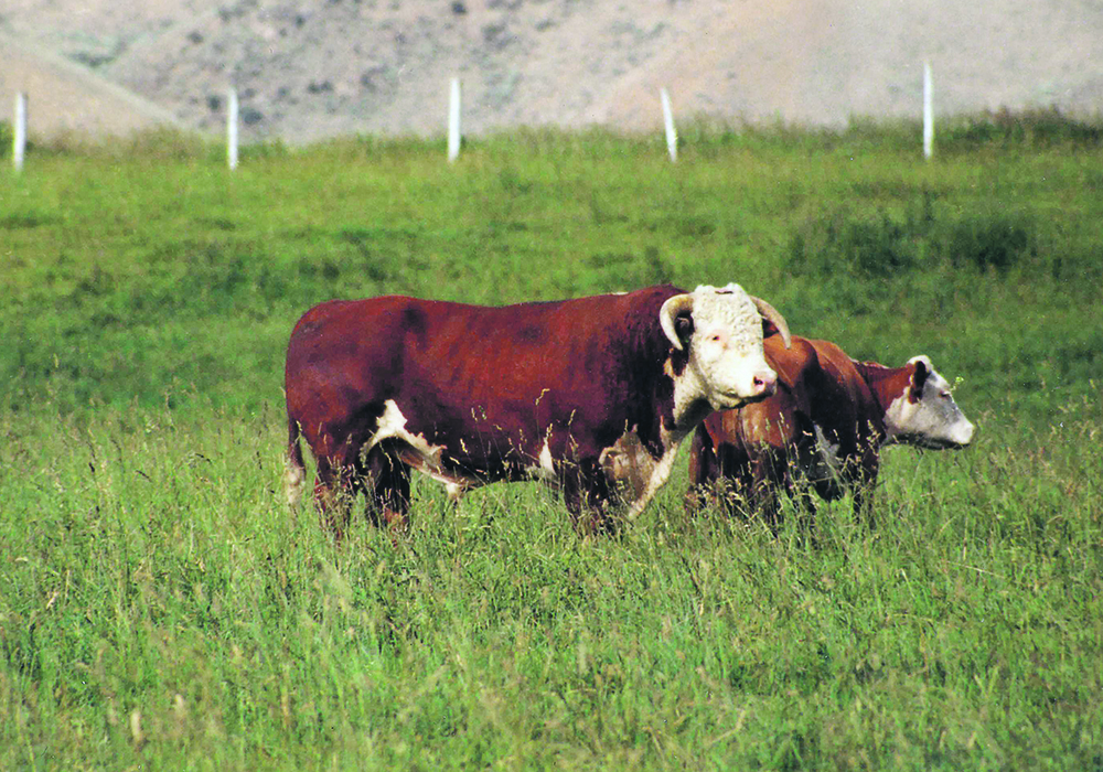 A seed-stock breeder from Alberta says it’s a mistake to use a terminal bull and keep the daughters.  |  Heather Smith Thomas photo