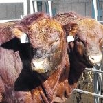 Prospective buyers can use the index numbers for these bulls to choose between them during a sale. | Heather Smith Thomas photo
