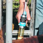 Producers have options if they can’t find the vaccine, hormone or growth implant that they usually use, including switching companies and finding substitutions. | File photo