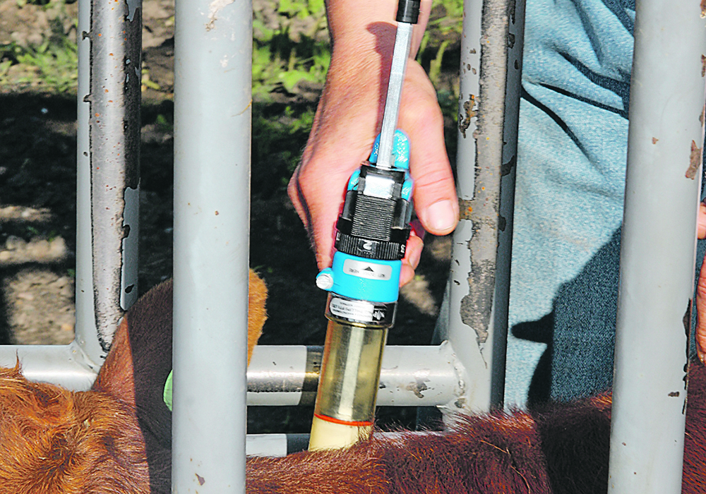 Producers have options if they can’t find the vaccine, hormone or growth implant that they usually use, including switching companies and finding substitutions.  |  File photo