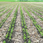 At a regenerative agriculture conference held mid-November in Brandon, several speakers questioned the value of cover crops in Western Canada. | File photo