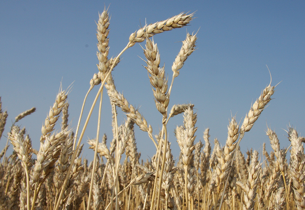 U.S. Wheat Associates said the dumping of wheat flour is displacing domestic milling around the world and hurting U.S. wheat exports to the tune of US$100 to $500 million per year. Leif Carlson, director of market intelligence and trade policy with Cereals Canada, said Canada supports USW's position on Turkey. | File photo
