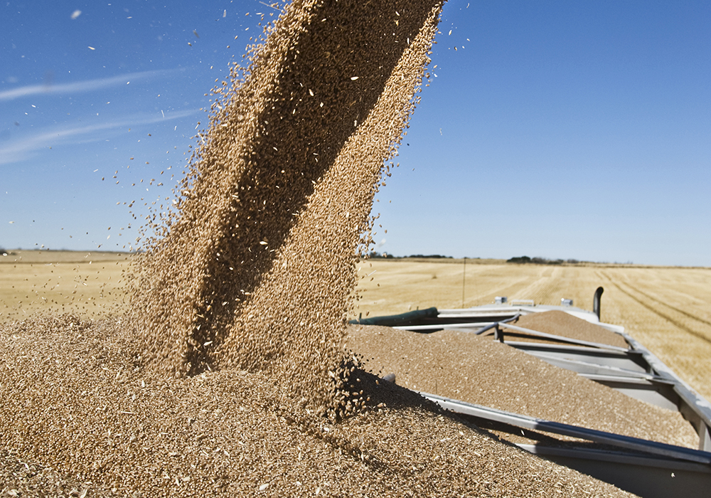 Eighty percent of Canada Western Amber Durum graded No. 1 and No. 2, while over 90 percent of Canada Prairie Spring Red made the top two grades. Both had good protein content. And there will be ample supplies for customers with an estimated 34.7 million tonnes of wheat, 55 percent more than last year's drought-reduced crop. | File photo