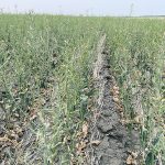 Researchers say yields could be increased by turning off the hormone that allows plants to focus more energy on threats such as disease and heat. However, they said these crops couldn’t be grown outdoors but instead would be limited to greenhouses, where stress factors can be better controlled. | File photo