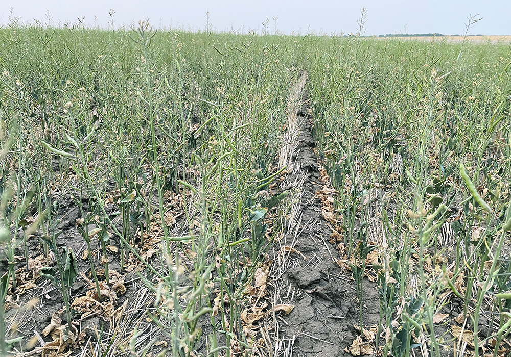 Researchers say yields could be increased by turning off the hormone that allows plants to focus more energy on threats such as disease and heat. However, they said these crops couldn’t be grown outdoors but instead would be limited to greenhouses, where stress factors can be better controlled.  |  File photo