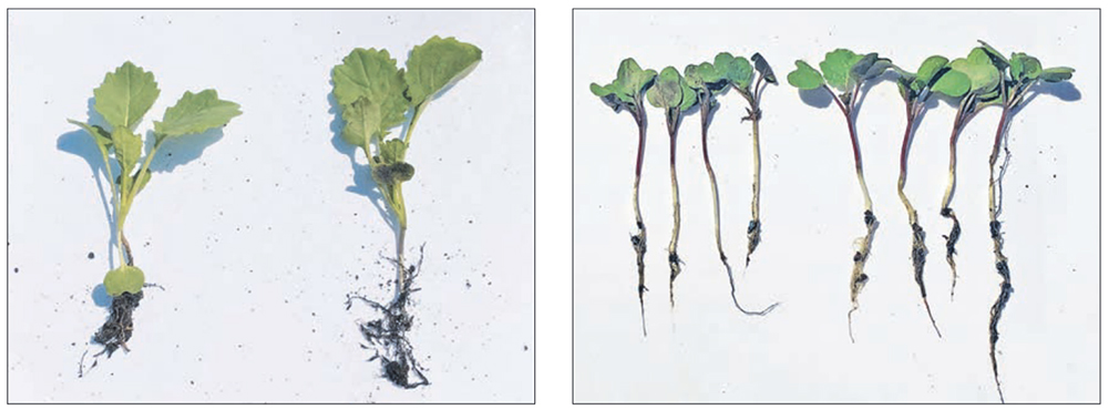 In both photos, the standard fungicide seed treatment is on the left, while LumiGEN FST is on the right. The demonstration indicates the LumiGEN Fungicide Seed Treatment package improves vigour, biomass and disease protection. | Photo provided by Corteva