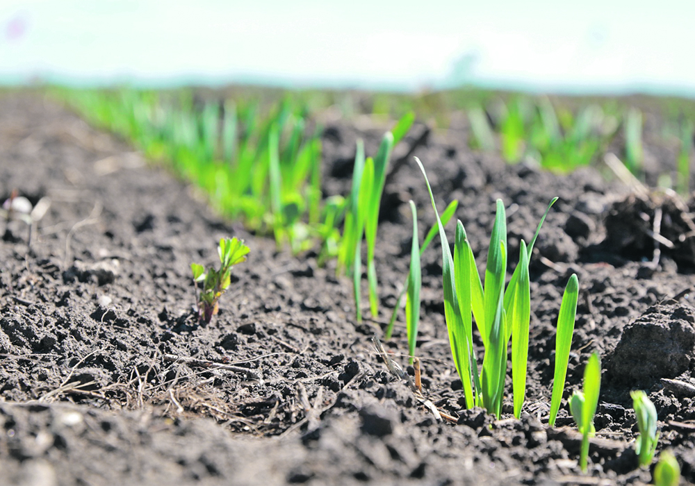 The benefits of on-farm research include giving producers more control of the topics and being able to use their own equipment, management style and logistics.  |  File photo