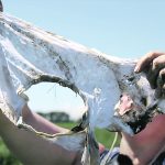 Kris Nichols, senior science adviser for Canadian Organic Growers’ Regenerative Organic Oats project, holds up soiled undies that were buried on one of the participating farms. | Canadian Organic Growers photo