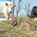 Bovine respiratory disease (BRD) in calves has become the predominant reason for young calves to receive antibiotic treatments. | File photo