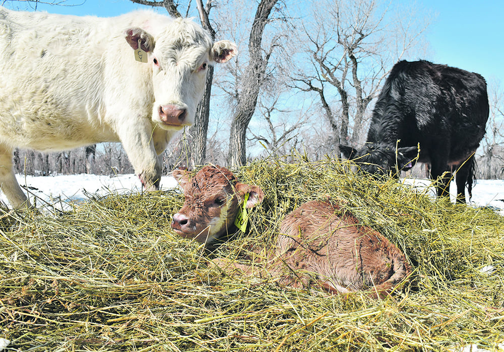 Bovine respiratory disease (BRD) in calves has become the predominant reason for young calves to receive antibiotic treatments. | File photo