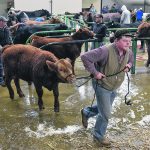 Dylan Thackeray from Weyburn, Sask., leads one of his Gelbvieh bull calves out of the wash bay. | William DeKay photo