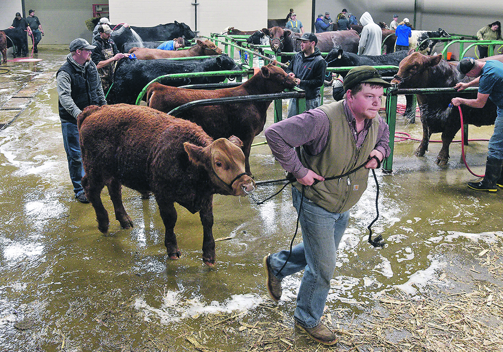 Dylan Thackeray from Weyburn, Sask., leads one of his Gelbvieh bull calves out of the wash bay. | William DeKay photo
