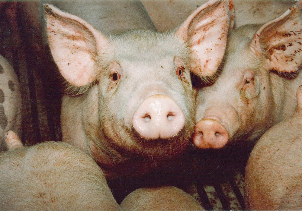 The five-year levy will only go into effect if other provincial pork organizations commit to a similar amount. It aims to boost the CPC’s ability to pressure the federal government to create safety net programs for pig farmers in case of an outbreak of the disease in Canada, said Brent Moen, chair of Alberta Pork. | File photo