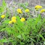 Former Agriculture Canada researcher Karen Bailey spent much of her career working on Phoma macrostoma, a fungus that controls weeds such as dandelions. However, the bio-pesticide has never made it to market. | File photo
