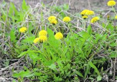 Former Agriculture Canada researcher Karen Bailey spent much of her career working on Phoma macrostoma, a fungus that controls weeds such as dandelions. However, the bio-pesticide has never made it to market.  |  File photo