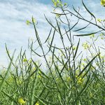 The future direction of the crude oil market will continue to affect the canola market, but additional factors to watch include Statistics Canada’s latest canola production estimate scheduled to be released Dec. 2. | File photo