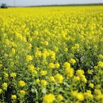 Alberta had its best mustard harvest since 2018, but areas in southwestern Saskatchewan struggled with drought and other problems. | Reuters/ Pascal Rossignol photo