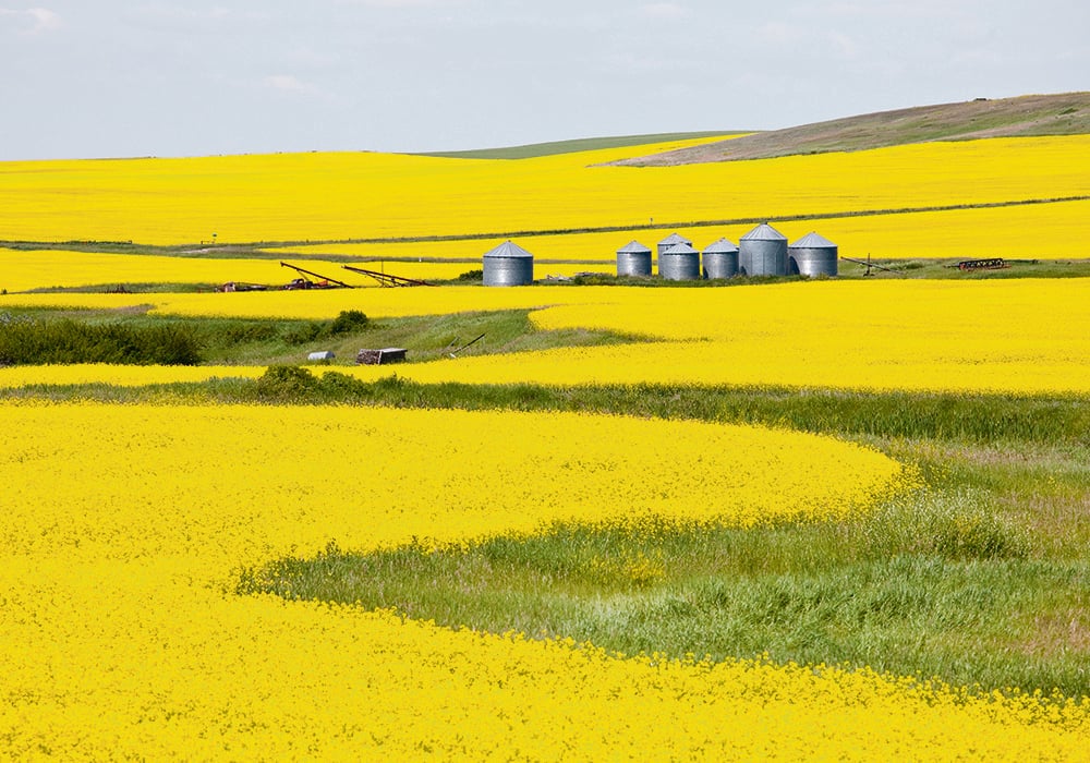 There's a reason why canola is still being grown in Western Canada nearly 50 years after it was developed. | Getty Images