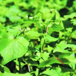 The Eastern European tradition of filling cabbage rolls with buckwheat was maintained in Canada because the crop grew easily in prairie soil.   |  File photo