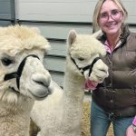 Kelsey Kaban of DK Acres attends Canadian Western Agribition with alpacas George and Biagini. | Jenelle Lippai photo