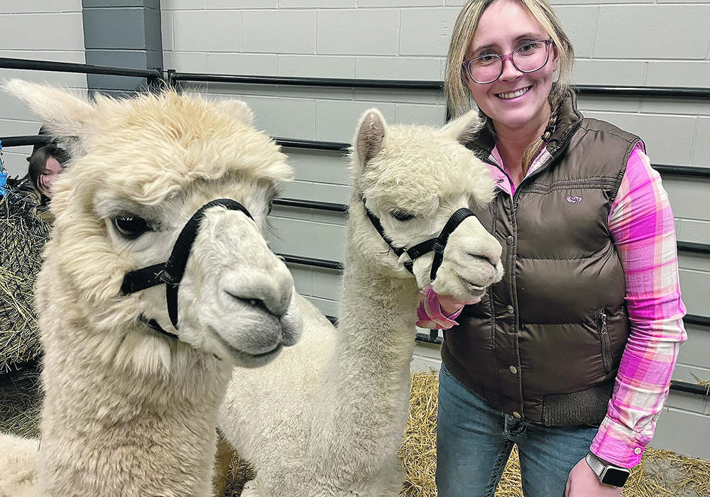 Kelsey Kaban of DK Acres attends Canadian Western Agribition with alpacas George and Biagini.  |  Jenelle Lippai photo