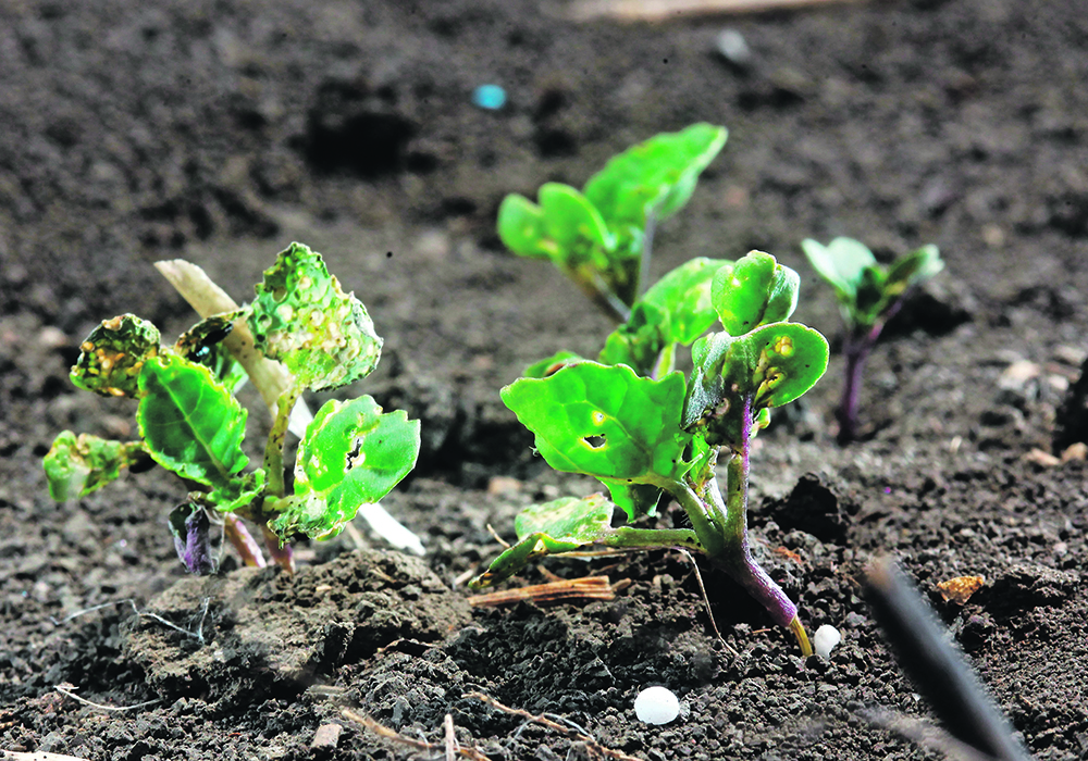Canola seed with poor vigour can cause weak seedlings that can’t stand up to flea beetle pressure. Vigour testing seed has not been made mandatory in any country, but the seed regulatory modernization underway in Canada could be an opportunity to implement standardized testing for vigour and other seed characteristics.  |  File photo