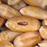 The rusty grain beetle is a pest that feeds on stored wheat, rye, corn, barley and millet. Owners of stored products including grain, processing facilities and warehouses may be able to use other insects to control the damage done by this pest. | Vincent Hervet photo