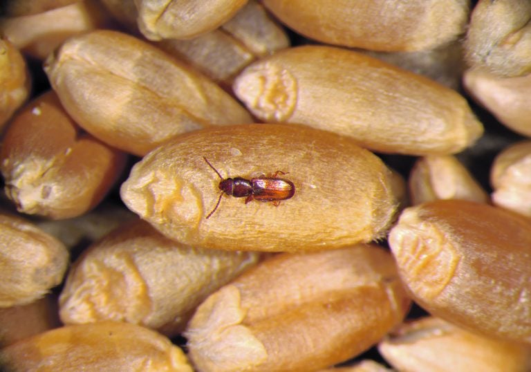 Beneficial bugs protect stored grain The Western Producer