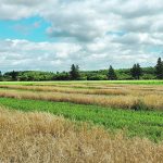 Malting barley varieties such as AAC Synergy are popular on the Prairies but are not particularly suited for Atlantic Canada conditions, so researchers are looking to European heritage barleys to serve a growing east coast craft beer industry. | Aaron Mills photo