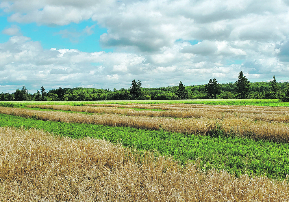Malting barley varieties such as AAC Synergy are popular on the Prairies but are not particularly suited for Atlantic Canada conditions, so researchers are looking to European heritage barleys to serve a growing east coast craft beer industry.  |  Aaron Mills photo