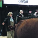 June Mebs from Mebs Ranch at Broadview, Sask., participates in the commercial cattle sale ring during Canadian Western Agribition. | Karen Briere photo
