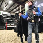 Weston Wideman from Bluesky Maines at Daysland, Alta., leads the top-selling Maine Anjou heifer in the sale ring at Canadian Western Agribition. | Karen Briere photo