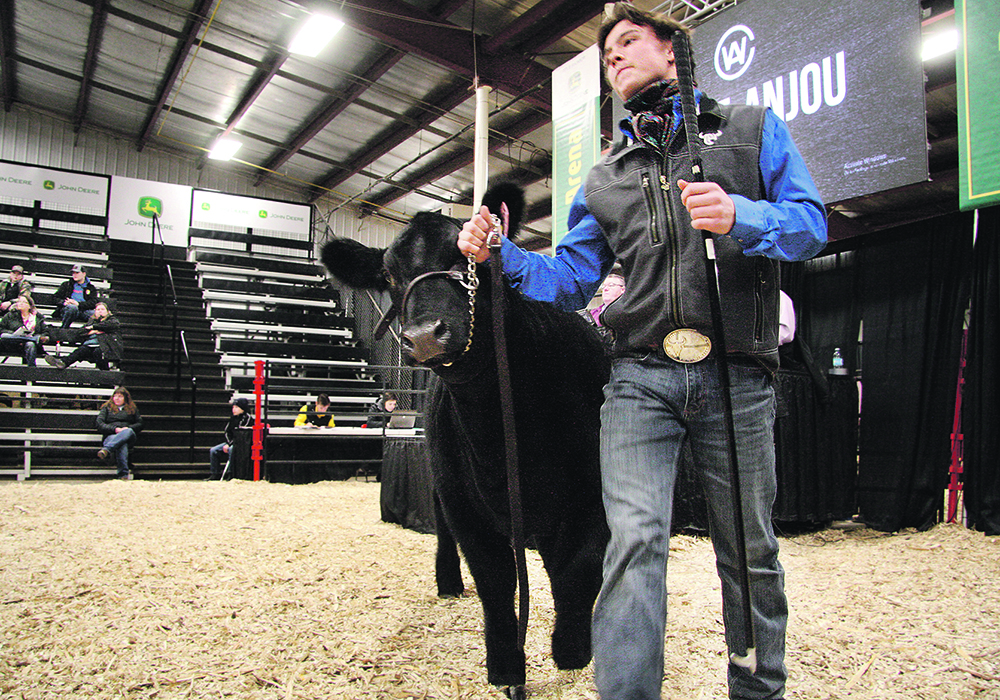 Weston Wideman from Bluesky Maines at Daysland, Alta., leads the top-selling Maine Anjou heifer in the sale ring at Canadian Western Agribition.  |   Karen Briere photo